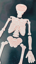 Load image into Gallery viewer, Mr. Bones - Human Skeleton
