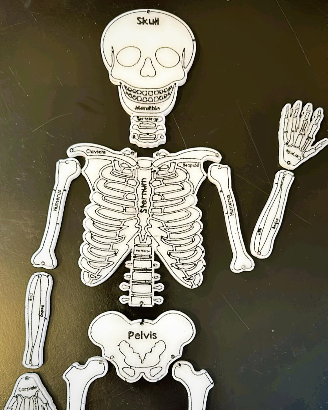 Mr. Bones - Human Skeleton